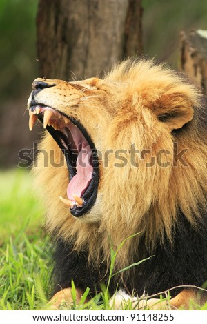 Lion yawning