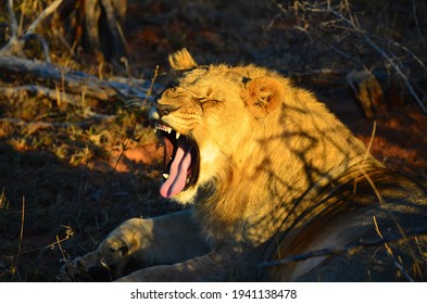 Lion Yawning With Furrowed Brow At Sunset