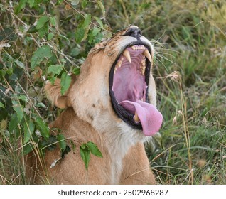 A lion yawning in Maasai Mara, Kenya, showcasing natural behavior in the wild. - Powered by Shutterstock