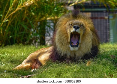 Lion Yawning In Melbourne Zoo