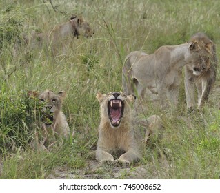 Lion Yawning, Showing Its Teeth.