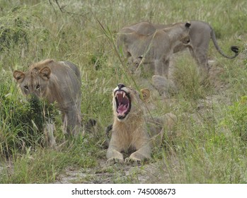 Lion Yawning, Showing Its Teeth.