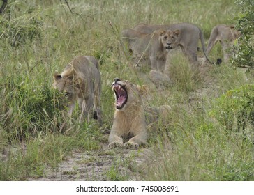 Lion Yawning, Showing Its Teeth.