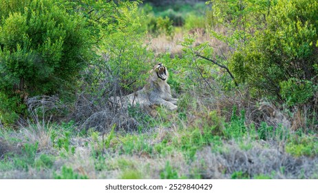 Lion yawning while resting in the bush, Pilanesberg National Park, South Africa - Powered by Shutterstock