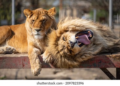 Lion yawns at a private zoo