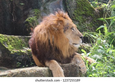 Lion in the zoo