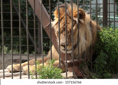 Lion In A Zoo Cage Dreams Of Freedom	