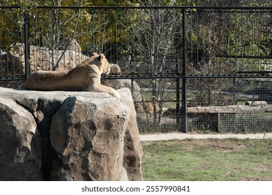 Lion, Zoo, Enclosure - A lion rests on a rock in its zoo enclosure, looking toward the back of the enclosure. - Powered by Shutterstock