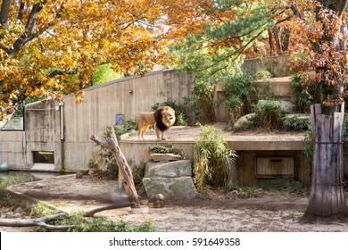 Lion In Zoo Enclosure Roaring