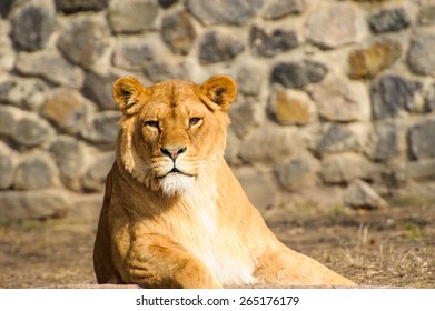 Lioness - Shutterstock ID 265176179