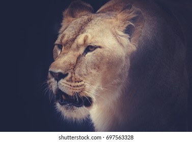 Lioness