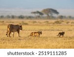 Lioness with 3 cubs, Amboseli, Kenya, Africa