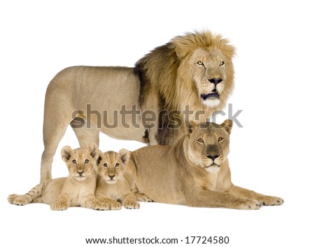 Lioness (8 years) - Panthera leo in front of a white background