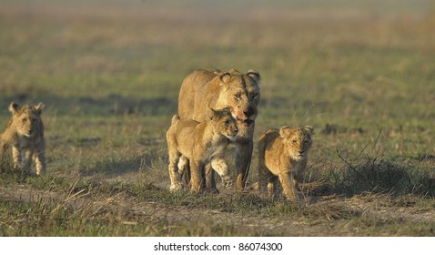 Lioness after hunting with cubs. The lioness with a blood-stained muzzle has returned from hunting to the kids to young lions. - Shutterstock ID 86074300