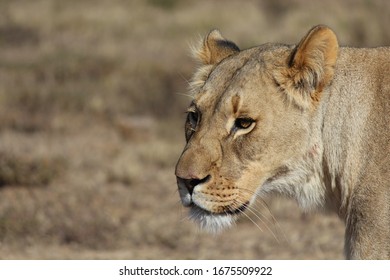 Lioness At Amakhala Game Reserve, South Africa. 