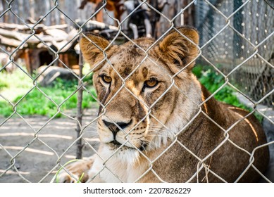 lioness behind the cage in the cage in the zoo. wild animals in captivity.