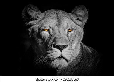 Animal Lioness Toon Porn - Lion and Lioness Images, Stock Photos & Vectors | Shutterstock