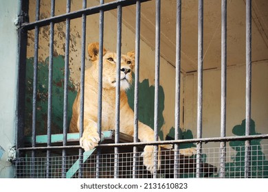 Lioness In Cage In Zoo Lying Behind Bars