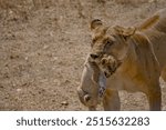 Lioness carrying cheeky lion cub