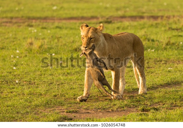 Lioness Carrying Her Kill Baby Warthog Stock Photo Edit Now