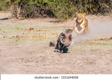 Lioness Chase, Lioness Starting Chase On Warthog