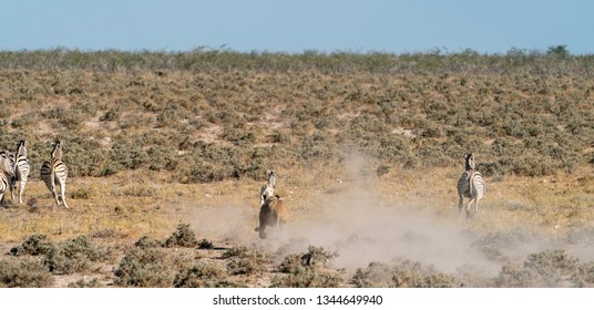 A Lioness Chases Zebra In Etosha National Park