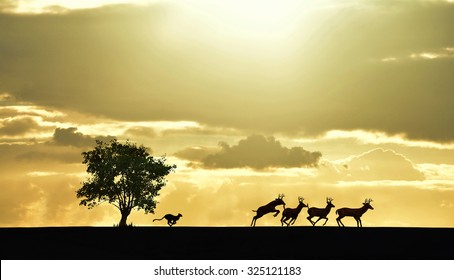 Lioness Chasing  Prey
