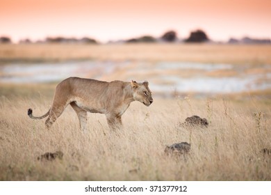 Lioness In Chobe National Park, Botswana