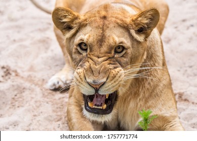 Lioness Close-up Portrait, Face Of A Female Lion Panthera Leo.