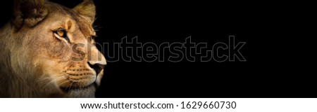 lioness colour wallpaper. Lioness on the black. Portrait animal on the black background
