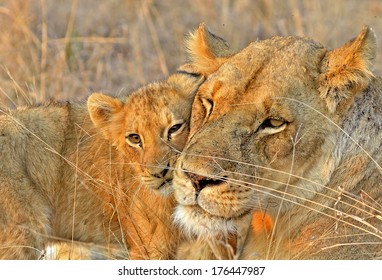 Lioness And Cub