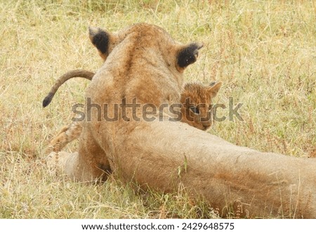 Lioness with cub in the Sabi Sand Game Reserve of South Africa