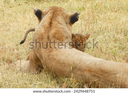 Lioness and cub in the Sabi Sand Game Reserve in South Africa