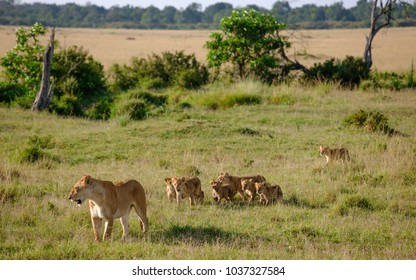 Lioness With Cubs