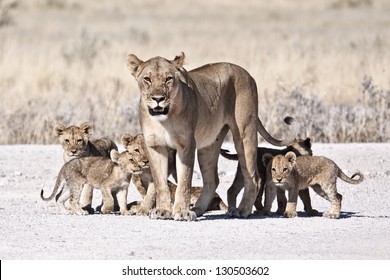 Lioness And Cubs