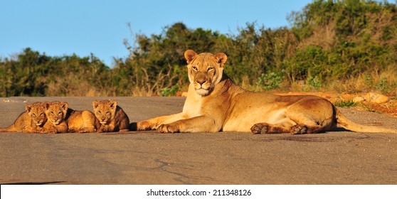 Lioness And Cubs