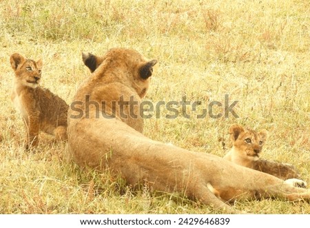 Lioness and cubs in the Sabi Sands Game Reserve in South Africa