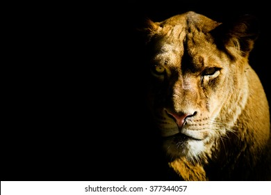 lioness from the dark