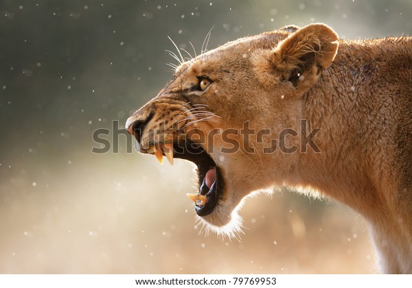 Lioness displays dangerous teeth during light rainstorm. Wallpaper mural. 