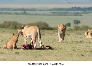 607 Sub adult lion Images, Stock Photos & Vectors | Shutterstock