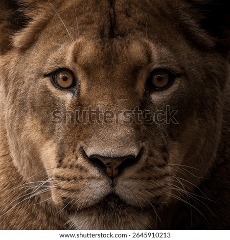 Lioness dramatic close up portrait