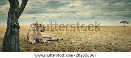Lioness enjoying a rest in the shade of a tree on the african plains