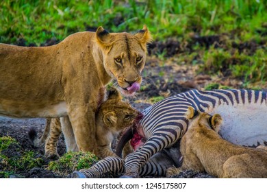 784 Lioness Feeding Cubs Images, Stock Photos & Vectors 