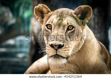Lioness, Female lion