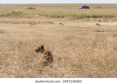 A lioness gazes around while camouflaged in the tall golden grass - Powered by Shutterstock