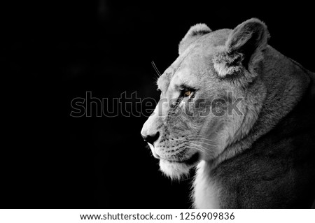 Lioness head black and white
