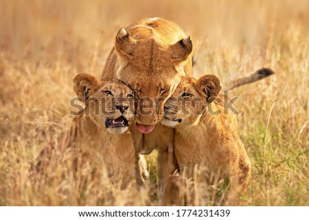 Lioness with her cubs clicked from masai mara