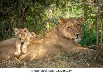 Lioness and her lion cub lying together in green bush in Savuti in Botswana