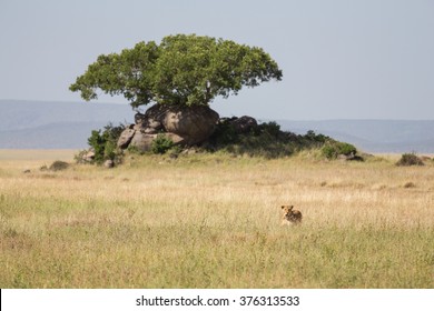 A Lioness Hidden In Long Grass On The Hunt For Prey. Serengeti Tanzania.