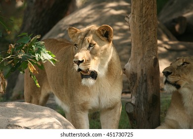 Lioness At Houston Zoo